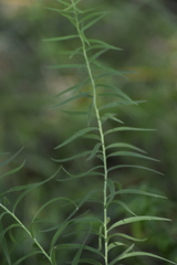 Galatella biflora