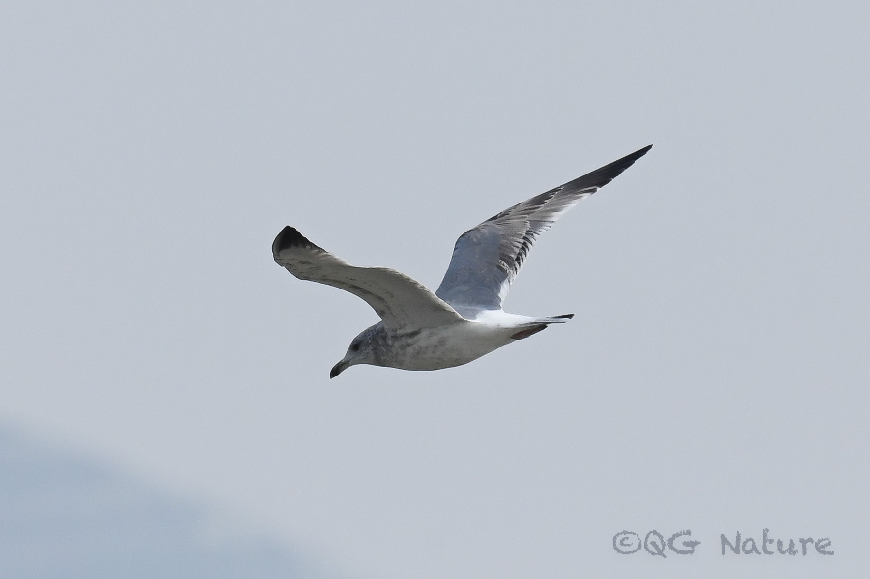 Vega Gull