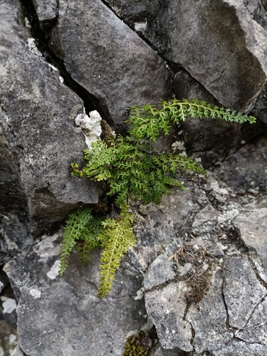 Asplenium pulcherrimum, 2022-07-14