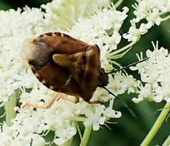 Carpocoris purpureipennis
