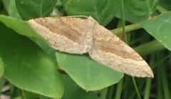 Scotopteryx chenopodiata