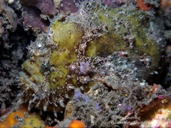 Abantennarius coccineus