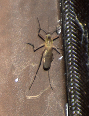 Aedes triseriatus