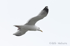 Larus argentatus vegae