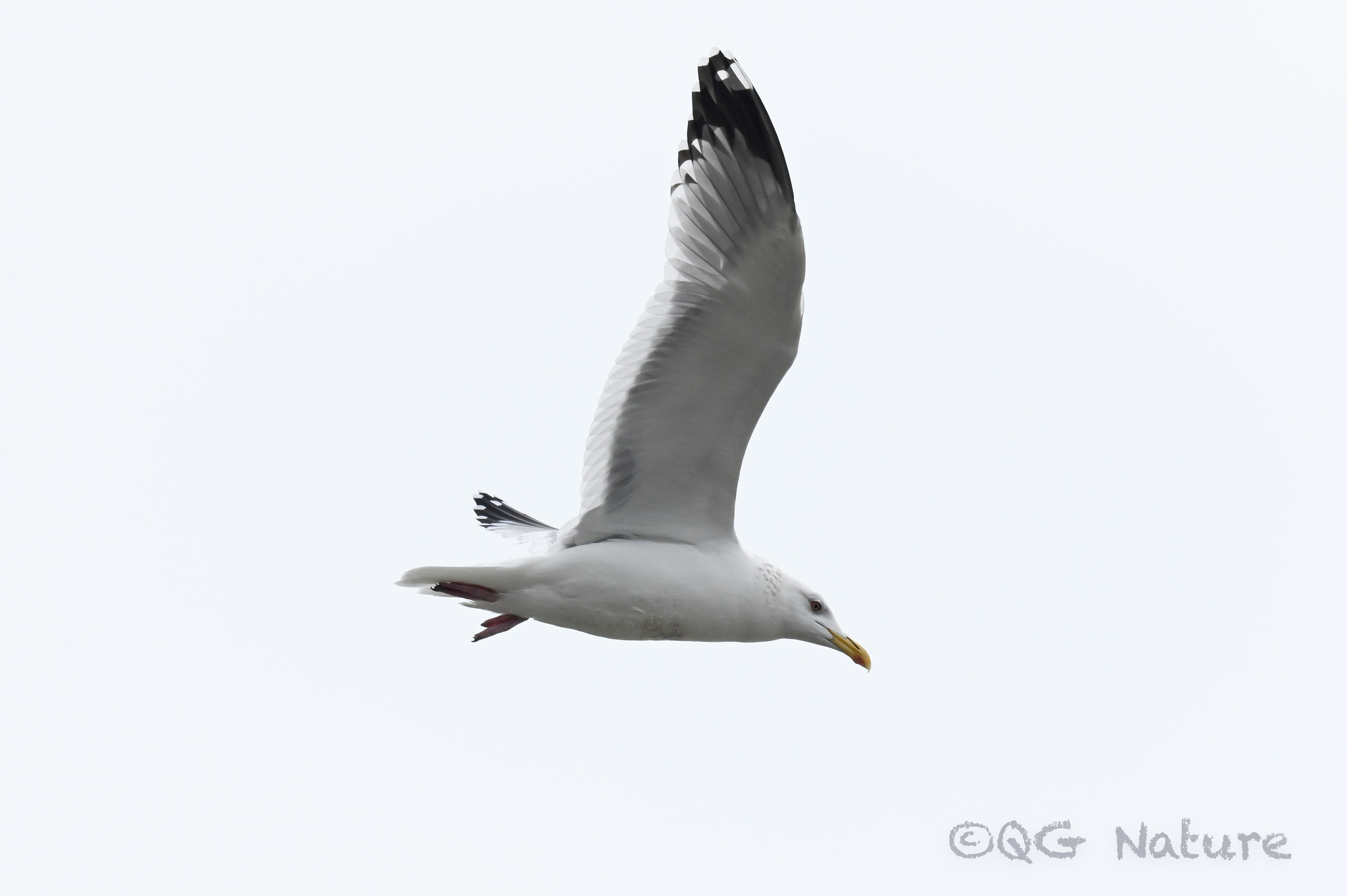 Vega Gull