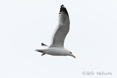 Larus argentatus vegae