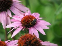 Svastra obliqua obliqua