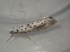 Yponomeuta irrorellus