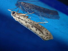 Yponomeuta irrorellus