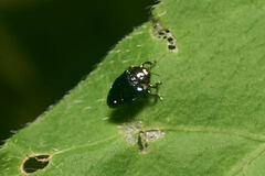Pachyschelus secedens