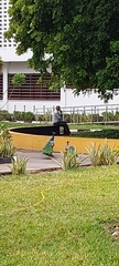 Pavo cristatus