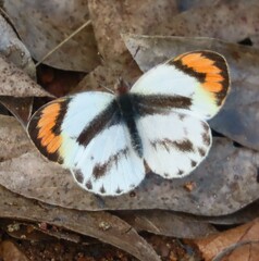Colotis euippe omphale