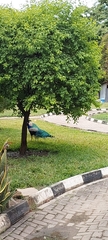 Pavo cristatus
