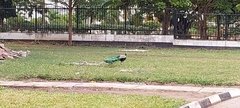 Pavo cristatus