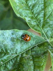 Adalia bipunctata