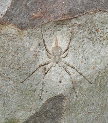 Tamopsis eucalypti