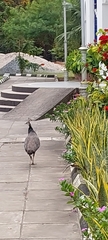 Pavo cristatus
