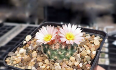 Pediocactus bradyi