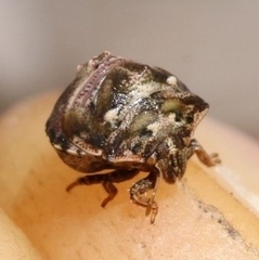 Vilpianus galii