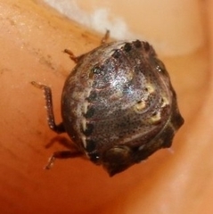 Vilpianus galii
