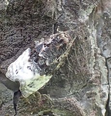 Apotomis betuletana
