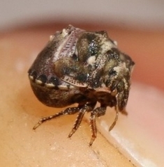 Vilpianus galii