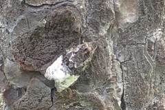Apotomis betuletana