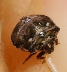 Vilpianus galii