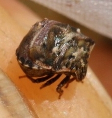 Vilpianus galii