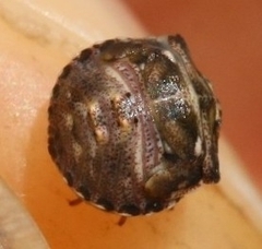 Vilpianus galii