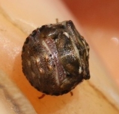 Vilpianus galii