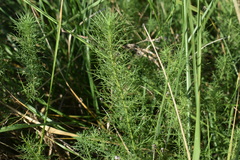 Baccharis ulicina