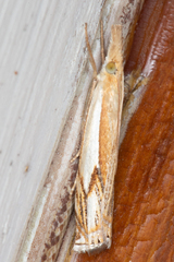 Crambus agitatellus