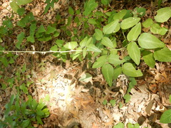 Desmodium tweedyi