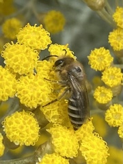 Colletes daviesanus