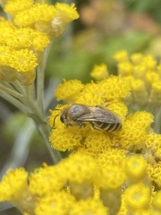 Colletes daviesanus