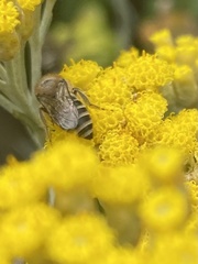 Colletes daviesanus