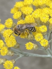 Colletes daviesanus