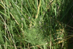 Baccharis ulicina