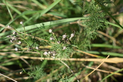 Baccharis ulicina