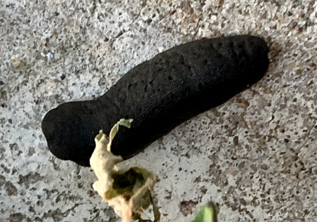 Blackvelvet Leatherleaf from Rosedown Dr, Corpus Christi, TX, US on