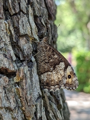 Hipparchia statilinus