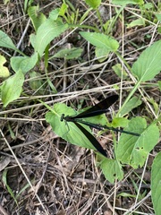 Atrocalopteryx atrata