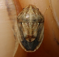 Neottiglossa bifida