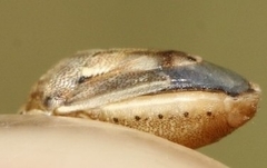 Neottiglossa bifida