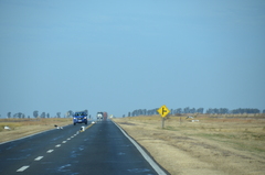 Chroicocephalus cirrocephalus