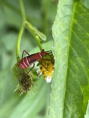 Dysdercus suturellus