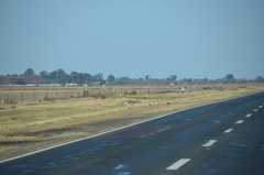 Chroicocephalus cirrocephalus