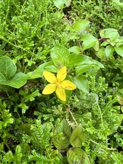 Lysimachia azorica