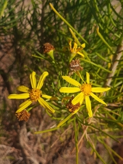 Euryops floribundus